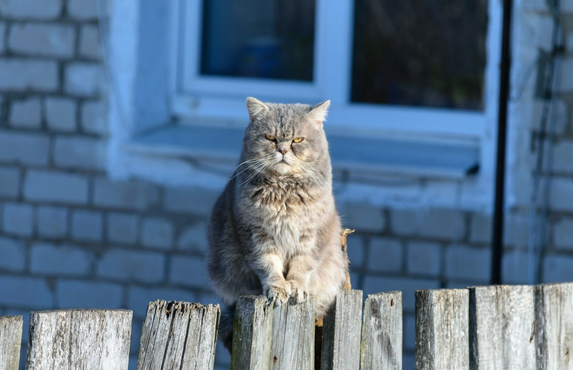aggressività del gatto perché accade e come gestirla