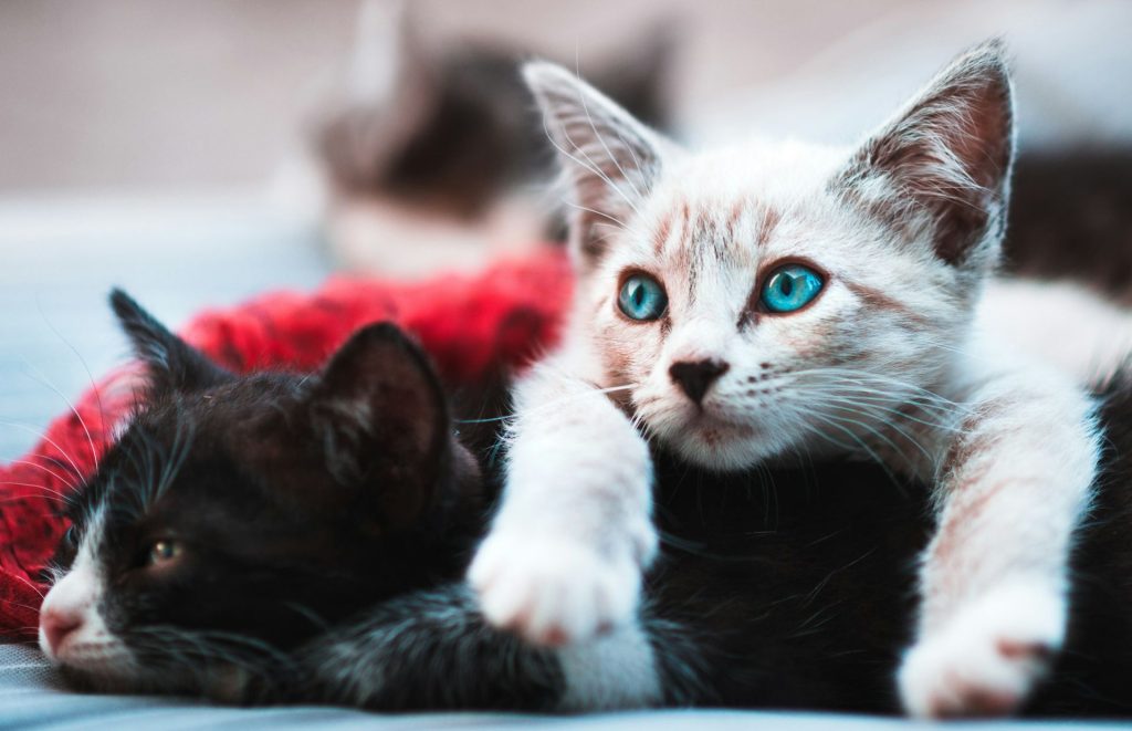 Convivenza tra gatti: come farli vivere in armonia