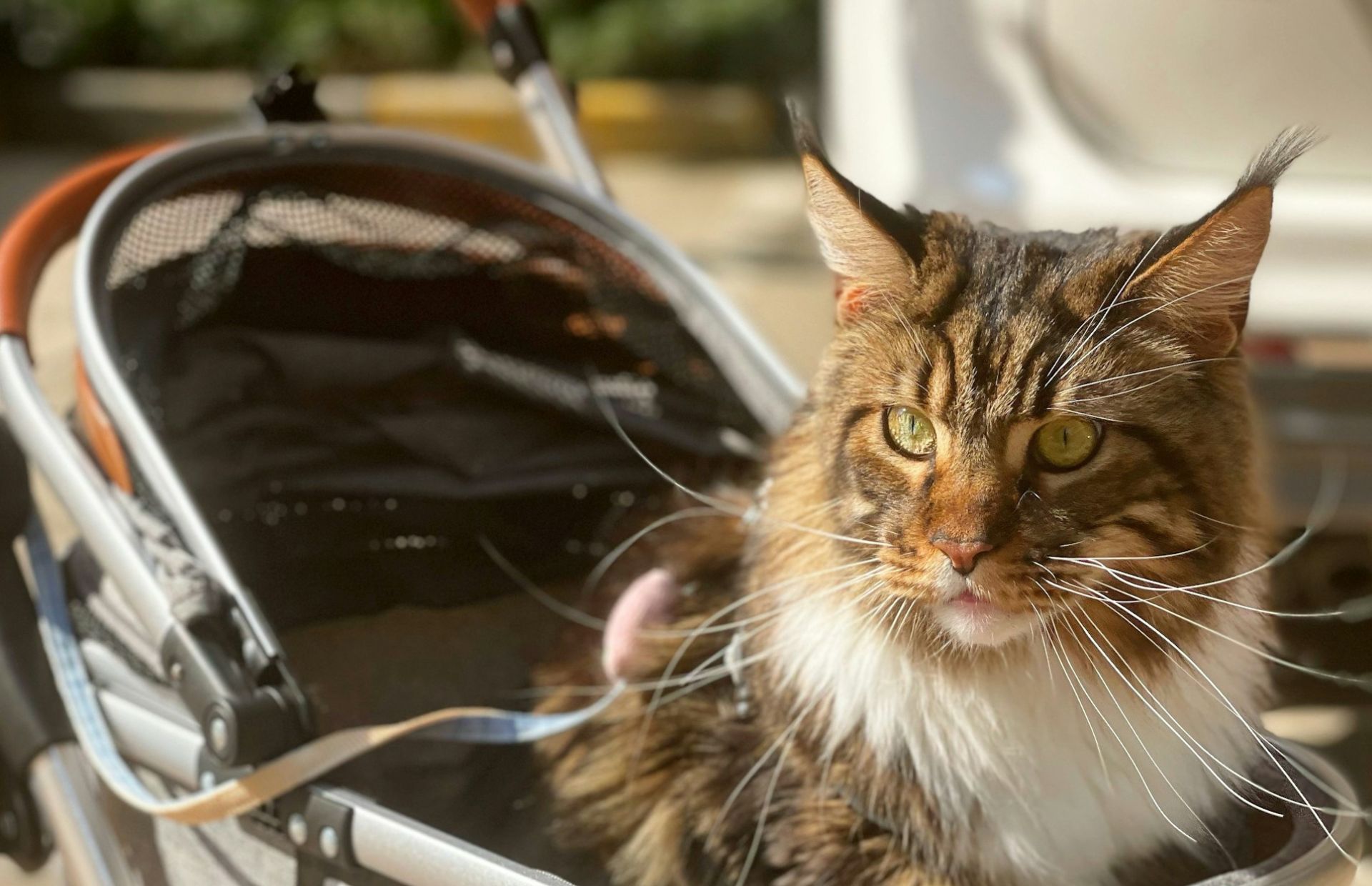 gatto e trasportino entrare senza stress