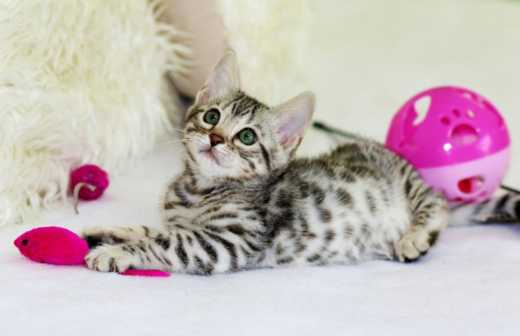 Il mio gatto non gioca: perché accade e come rimediare