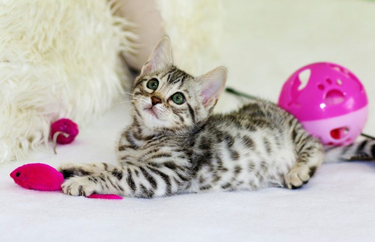 Il mio gatto non gioca: perché accade e come rimediare