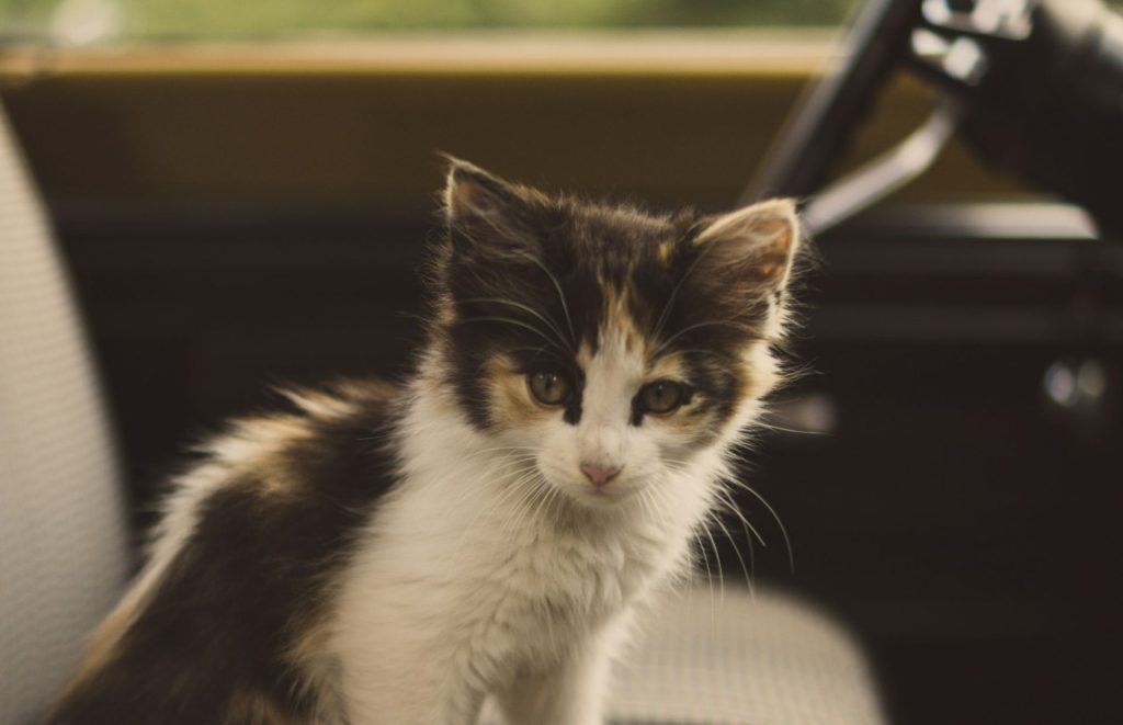 Viaggiare con il gatto: la guida per un viaggio sereno